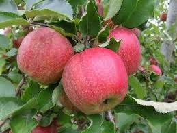 Jonagold is both an exclusive and expensive apple, as its harvest season is relatively short. Jonagold Apple Tree Grow Your Own