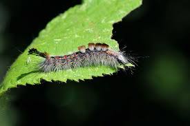 Black And Red Caterpillar With Horn Western Tussock Moth Caterpillar Orgyia Vetusta With Images Moth Caterpillar Caterpillar Moth