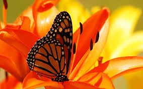 These organizations and groups often offer public programs about wildflowers, pollinators, butterflies, and monarch butterfly conservation. Monarchs Hd Wallpapers Free Download Wallpaperbetter