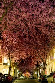 Street In Bonn Germany Bilder Naturbilder