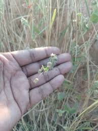 Image result for Laggera