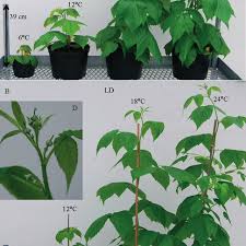 Raspberry plant with raspberries with a green background. Appearance Of Annual Fruiting Polka Raspberry Plants After 7 Weeks Of Download Scientific Diagram