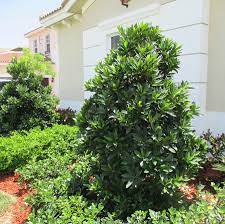 Japanese Blueberry Tree Blueberry Tree Japanese Blueberry Tree Growing Tree