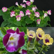 Larger purple flowers include the iris and delphinium; Plant Identification Blue And Purple Flowers Plants Purple Flowers Blue And Purple Flowers