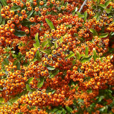 Image result for Pycnosphaera buchananii