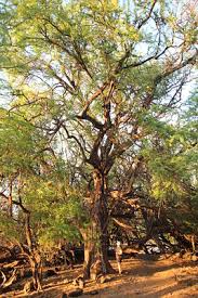 Image result for Prosopis pallida