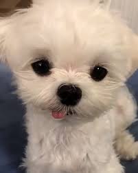Son El Blep Mas Lindo Que Jamas Veras Perros Bonitos Blep Bonitos Jamas Lindo Mas 2020 Sevimli Hayvan Yavrulari Komik Hayvan Sevimli Kopek Yavrulari