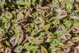 Image result for Persicaria nepalensis