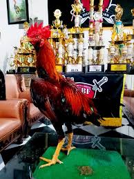 Black dragon | salah satu ayam pama terbaik di thailand. Lembe Mr Big Jr Mangon X Pama Iq Ninja Boxer Farm Facebook