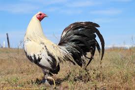 Purchase powerful gamefowl farms at alibaba.com for all types of indoor gardens. Fatal Fury Game Farm Chicken Pictures Game Fowl Farm