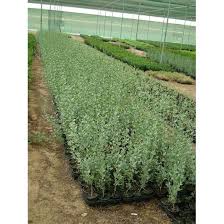 Image result for Atriplex halimus