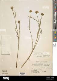 Image result for Stylosanthes guianensis