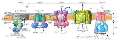 Bc Online 8c Atp And Ox Phos Reactions Biochemistry Mitochondria Cell Biology