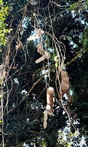 Image result for Entada gigas