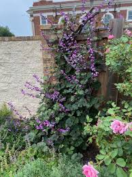 Image result for Dolichos angustifolius