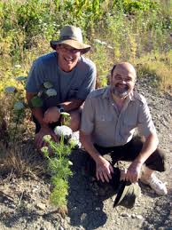 Image result for Diplolophium