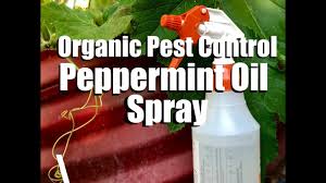 You can also apply a few drops to a cotton ball and place in affected areas. Organic Pest Control Water Diy Peppermint Oil Spray Spider Mites Aphids On Cucumbers Youtube
