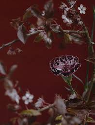 Jamilla Hoogenboom And Irina Liss By Benjamin Vnuk For Crash Magazine Visual Optimism Fashion Editorials Shows Campaigns More Planter Des Fleurs Lisse Et Photographie