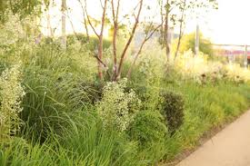 Sarah Price Landscapes Olympic Gardens Asia Olympic Garden Dry Garden Garden Landscape Design