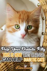 Diabetes Ist Eine Bose Krankheit Und Kann Leider Auch Katzen Betreffen Zum Gluck Cat Health Tips Auch Katzen Geburtstag Katzen Fakten Katzen Zitate