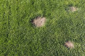 The grass will try to grow on warm days, but cool night shuts down the internal 'machinery,' which basically negates any sustained growth.. How To Fix Dead Spots In Bermudagrass The Turfgrass Group Inc