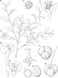 Image result for Andrachne ovalis