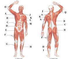 Jan 06, 2018 · using anatomical planes allows for accurate description of a location, and also allows the reader to understand what a diagram or picture is trying to show. Muscles Of The Body Diagram Quizlet