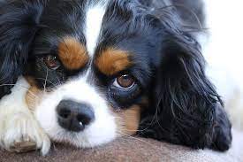 Maybe you would like to learn more about one of these? Hd Wallpaper Cavalier King Charles Cavalier King Charles Spaniel Tricolor Wallpaper Flare