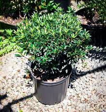 Smaller narrow leaves, slower growth and leaves closely spaced along the stem. Minuet Mountain Laurel Shrub For Sale Online The Tree Center