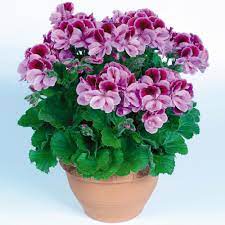 Regal Geraniums So Pretty On Sale At Kroger For 7 99 Geraniums Orchid Seeds Bonsai Flower