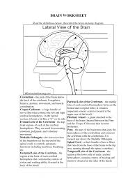 Anatomical terms derive from ancient greek and latin words. Human Anatomy Brain Worksheets 99worksheets