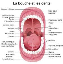 Epingle Par Valerielobstein Sur Systeme Digestif Voile Du Palais Anatomie Physiologie Levre Superieure