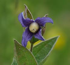 Image result for Clematis uhehensis