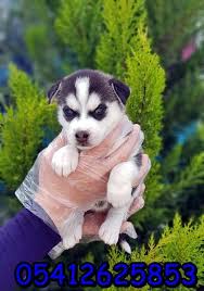 Sibirya Kurdu Yavrulari Sibirya Kurdu Husky Kursun