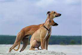 Whippet Breed Profile Australian Dog Lover