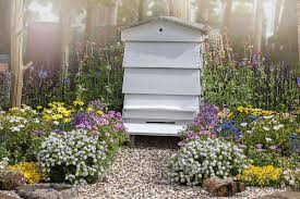 The bees are on a mission, there is no reason for them to loiter around your backyard or your neighbors. A Quick Guide To Starting A Beehive