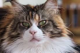 No other cat is as majestic as the maine coon. The Calico Maine Coon Guide Maine Coon Central