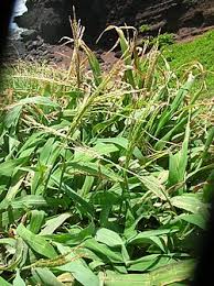 Image result for Digitaria acuminatissima