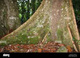 Image result for Dipterocarpaceae