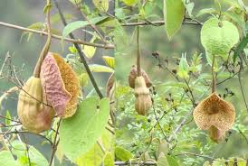 Image result for Aristolochia zenkeri