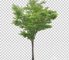Pin By Dana Alturki On Heart Trees To Plant Southern Magnolia Tree Magnolia Trees