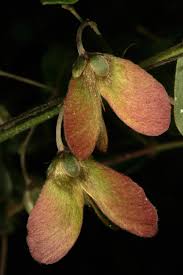 Image result for Sphedamnocarpus pruriens