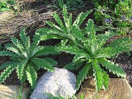 Image result for Berkheya