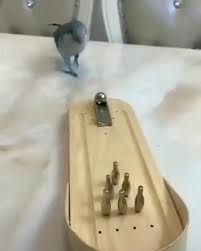 Game Lover Video In 2020 Cute Funny Animals Funny Animal Videos Animals Beautiful