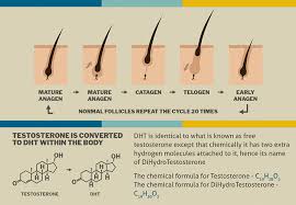 So, it can be said that the higher the level of testosterone in vitro, the greater will be the ability of a man to grow a beard. Symptoms Causes And Treatment Of Low Testosterone Capsu Org