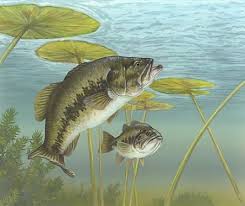 We did not find results for: Largemouth Bass Wallpapers Bass Fishing Background For Iphone 1800x1800 Download Hd Wallpaper Wallpapertip