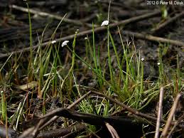 Image result for Eriocaulon transvaalicum