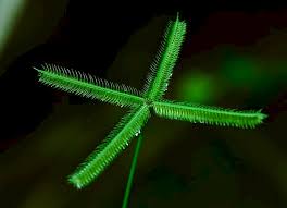 Image result for Dactyloctenium geminatum