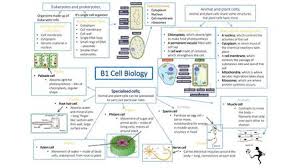 Check spelling or type a new query. Science Cells Jordan Girling Ppt Video Online Download