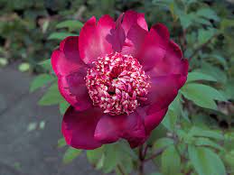 File Paeonia Nippon Beauty Jpg Wikimedia Commons